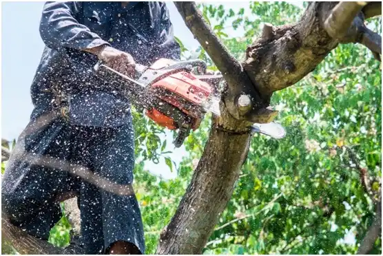 tree services Belvedere
